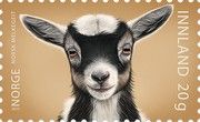 Norwegian Dairy Goat