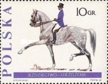 Dressage