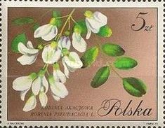 Black Locust (Robinia pseudoacacia)