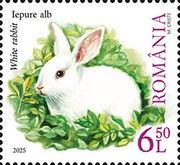 White Rabbit (Oryctolagus cuniculus)