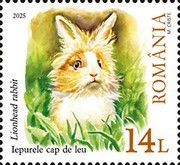 Lionhead Rabbit (Oryctolagus cuniculus)