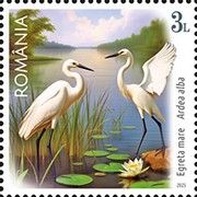 Great White Egret (Ardea alba)