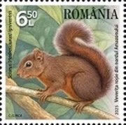 Northern Amazon Red Squirrel (Sciurus igniventris)
