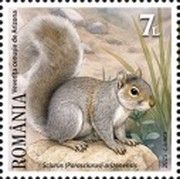Arizona Gray Squirrel (Sciurus arizonensis)