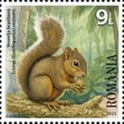 Brazilian Squirrel (Sciurus [Guerlinguetus] aestuans)