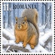 Fox Squirrel (Sciurus niger)