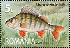 Perch (Perca fluviatilis)