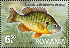 Pumpkinseed (Lepomis gibbosus)