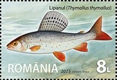 European Grayling (Thymallus thymallus)