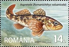 Sculpin-perch (Romanichthys valsanicola)