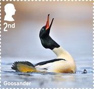 Goosander