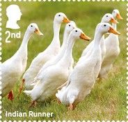 Indian Runner