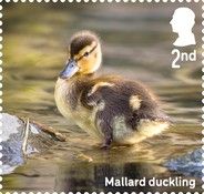 Mallard Duckling