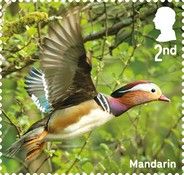 Mandarin