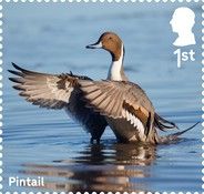 Pintail