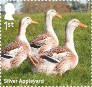 Silver Appleyard
