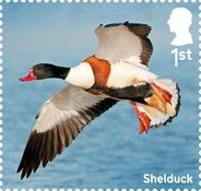 Shelduck