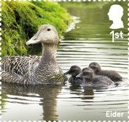 Eider