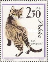 Domestic Cat (Felis silvestris catus)