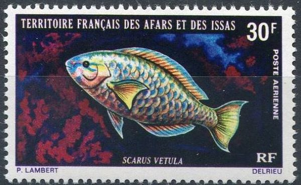 Queen Parrotfish (Scarus vetula)