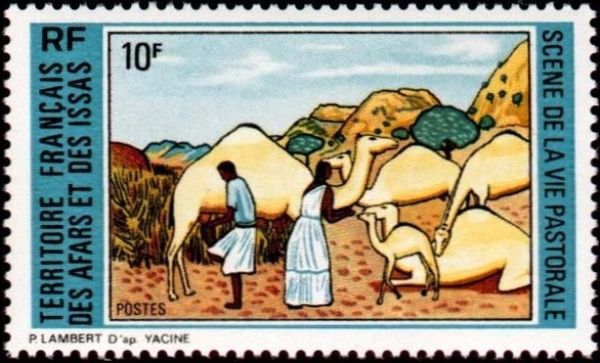 Dromedary breeding