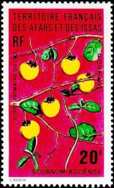 Solanum adoense