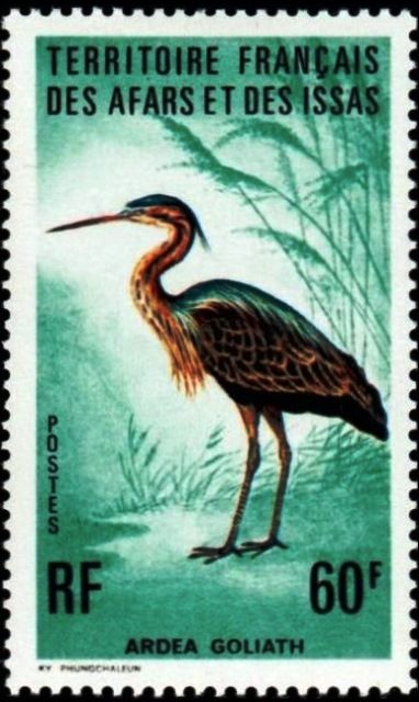 Goliath Heron (Ardea goliath)