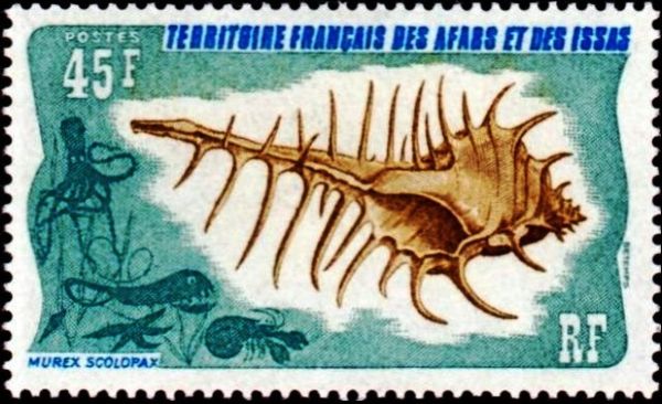 False Venus Comb (Murex scolopax)
