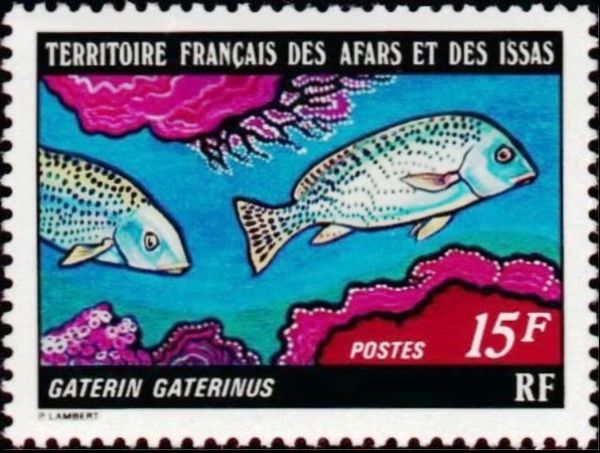 Blackspotted Rubberlip (Plectorhinchus gaterinus)