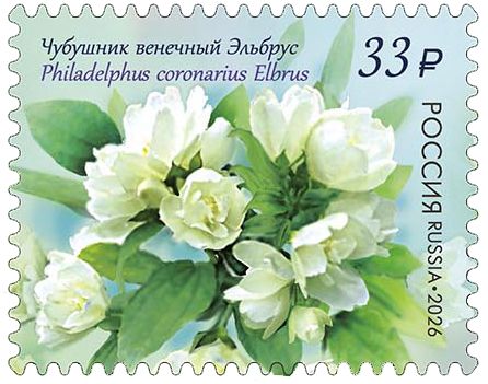 Elbrus Sweet Mock Orange (Philadelphus coronarius)