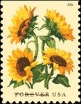 Sunflowers (Helianthus annuus)