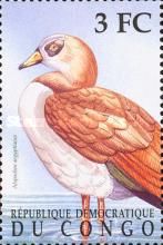 Alopochen aegyptiacus (Egyptian Goose)