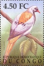 Oena capensis (Namaqua Dove)