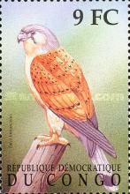 Falco tinnunculus (Kestrel)
