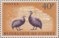 Helmeted Guineafowl (Numida meleagris)