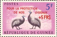 Helmeted Guineafowl (Numida meleagris)