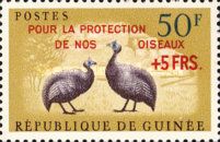 Helmeted Guineafowl (Numida meleagris)