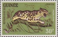 Leopard (Panthera pardus)