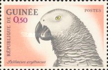 Grey Parrot (Psittacus erithacus)