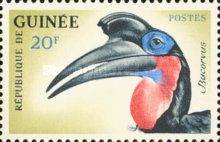 Abyssinian Ground Hornbill (Bucorvus abyssinicus)