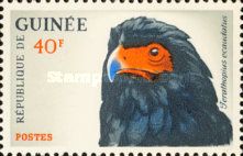 Bateleur Eagle (Terathopius ecaudatus)