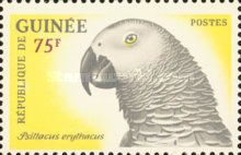 Grey Parrot (Psittacus erithacus)