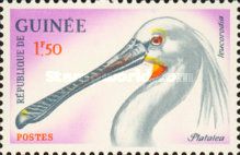 Eurasian Spoonbill (Platalea leucorodia)