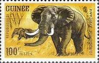 African Elephant (Loxodonta africana)