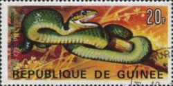 Western Green Mamba (Dendroaspis viridis)
