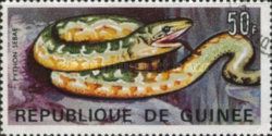African Rock Python (Python sebae)