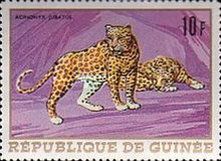 Leopard (Panthera pardus)