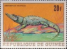 Nile Crocodile (Crocodylus niloticus)