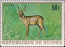 White-eared Kob (Kobus leucotis)