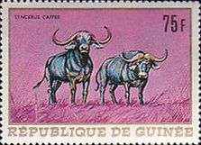 African Buffalo (Syncerus caffer)